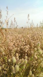 Close-up of plants growing on field against sky