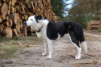 Portrait of a dog standing on land