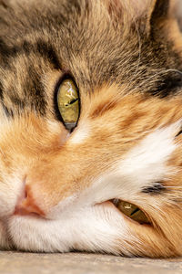 Close-up street cat portrait of european shorthair breed