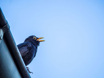 Low angle view of bird perching against clear blue sky