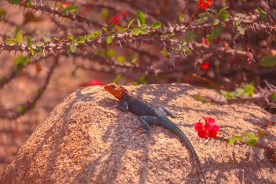 View of bird perching on rock