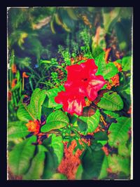 Close-up of red flowers