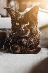 Close-up portrait of a cat