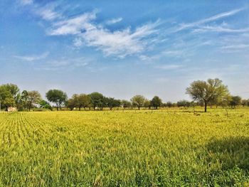 Scenic view of field against sky