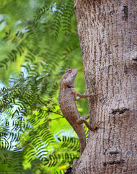 Chameleon on tree trunk