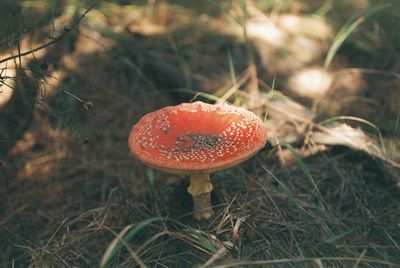 Close-up of fly agaric mushroom