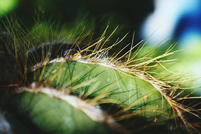 Close-up of plant