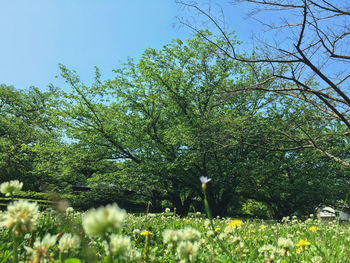 Flowers growing in field
