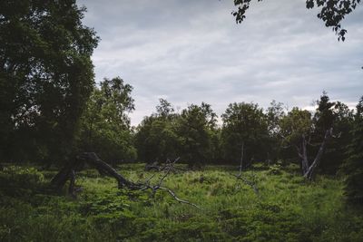 Trees on field against sky