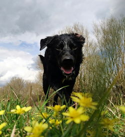 Black dog on field against sky