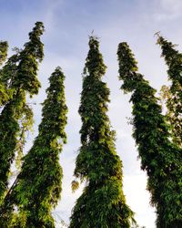 Low angle view of trees against sky