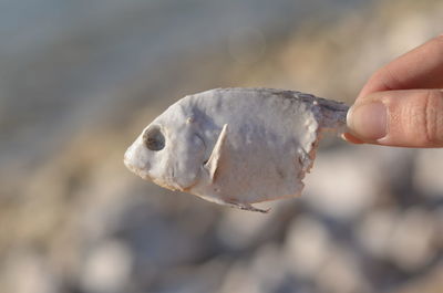 Close-up of hand holding crab