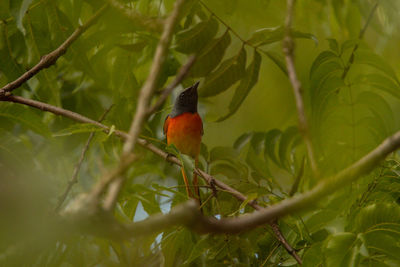 Bird perching on a branch