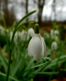 Close-up of white flowering plant