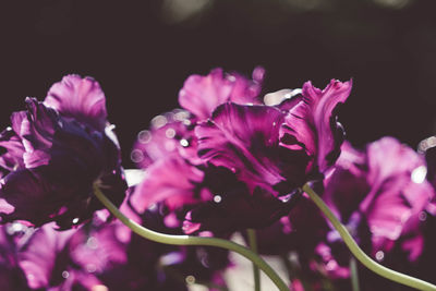 Close-up of purple flowers blooming outdoors