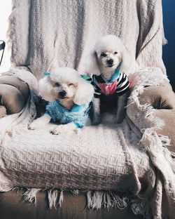 Cute poodles sitting on couch