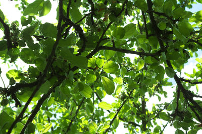 Low angle view of trees