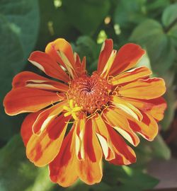 Close-up of red flower