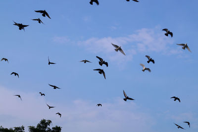 Flock of birds flying against blue sky