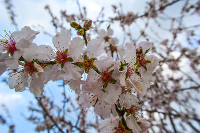 Low angle view of cherry blossoms in spring