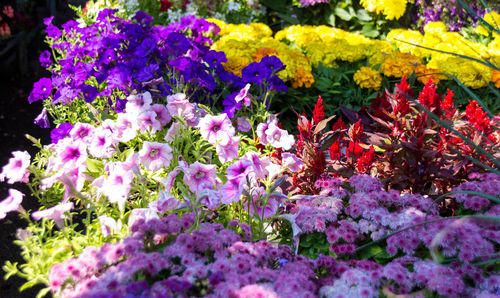 Close-up of fresh flowers in bloom