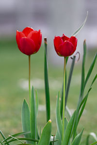 Close-up of red tulip