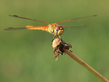 Close-up of insect on twig