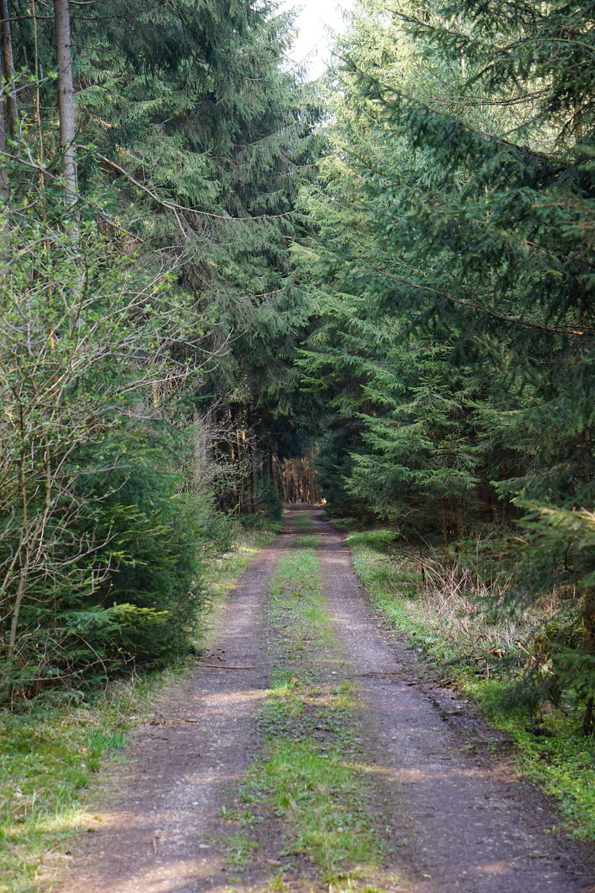 ROAD AMIDST TREES AND PLANTS IN FOREST