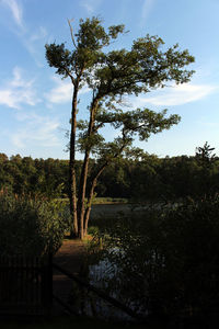Trees on field against sky
