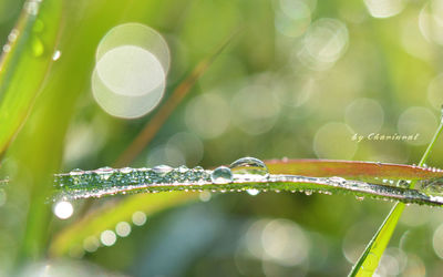 Close-up of water drops on plant