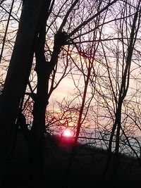 Low angle view of silhouette trees against sky during sunset