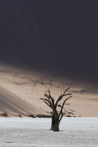 Bare tree on sand dune in desert against sky