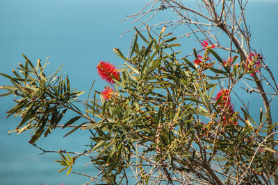 Low angle view of red flowering plant against sky