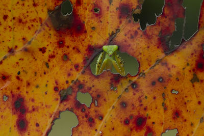 Praying mantish and leaf