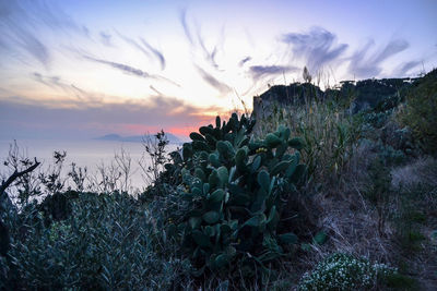 Plants growing on land against sky during sunset