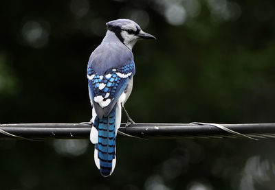 A bluejay looks around from a high perch