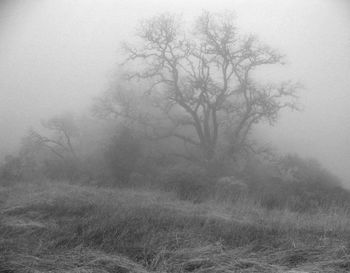 Trees in foggy weather