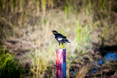 Close-up of bird perching on wood