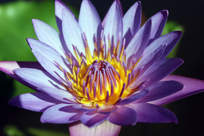 Close-up of flower blooming outdoors