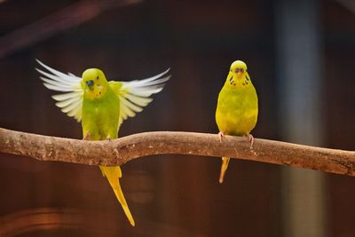 View of parrot perching on branch