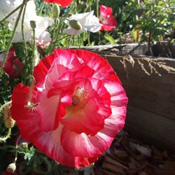 Close-up of red hibiscus blooming outdoors