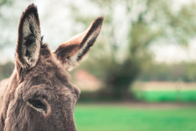 Close-up of a horse on field