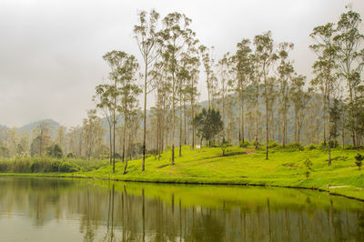 Scenic view of lake in forest against sky