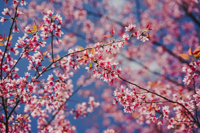 Close-up of cherry blossoms in spring