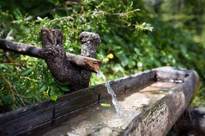 Close-up of old rusty wood against trees