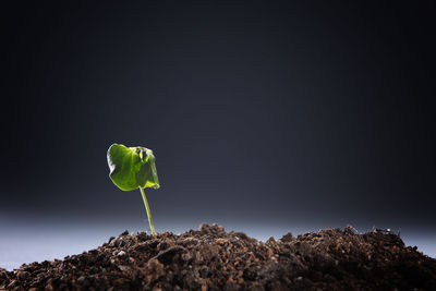 Close-up of plant growing against gray background