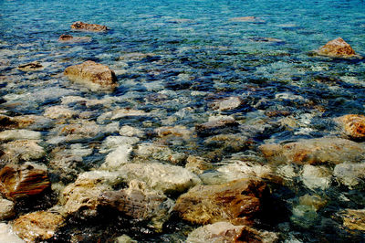 View of coral in sea