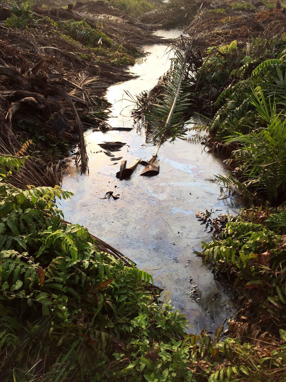 water, animal themes, bird, animals in the wild, wildlife, lake, reflection, grass, duck, high angle view, plant, nature, swimming, one animal, tranquility, green color, pond, day, growth, no people