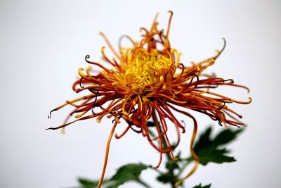 Close-up of yellow flower against white background