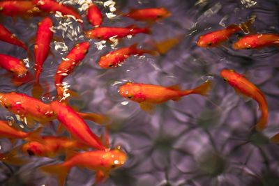 Close-up of koi carps swimming in water